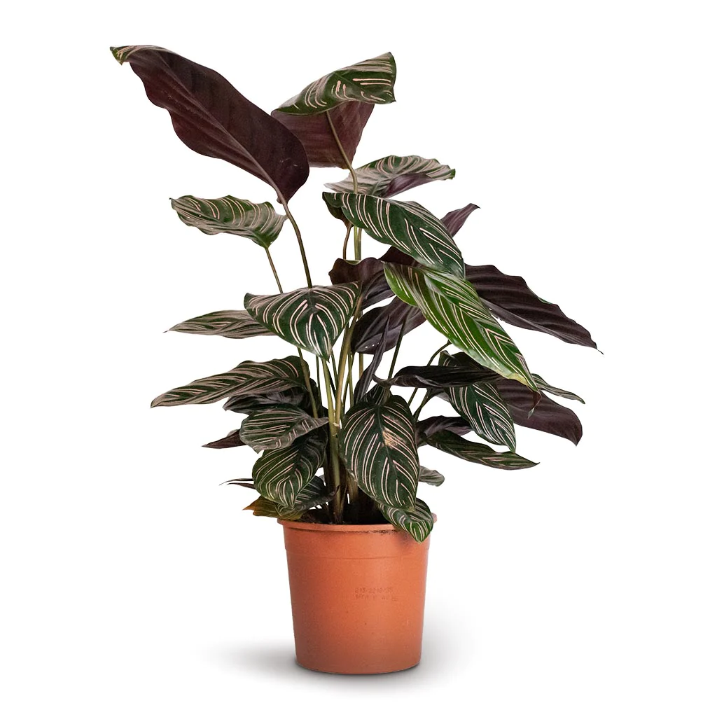 Calathea Roseopicta Sanderiana