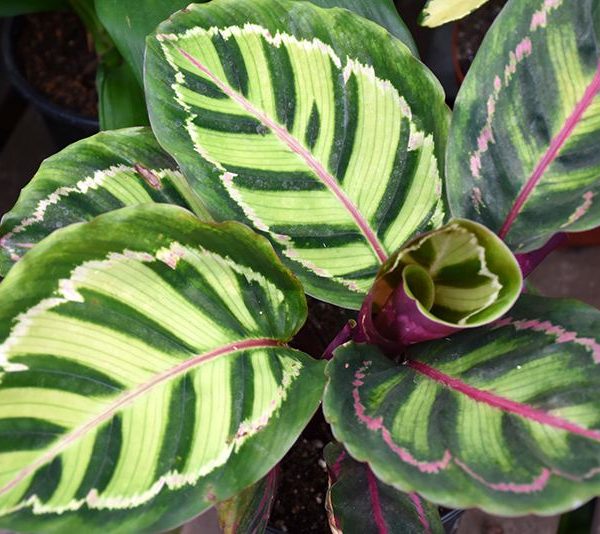 Rose Painted Calathea