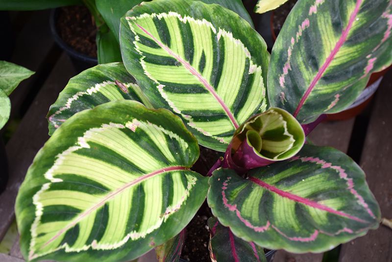 Rose Painted Calathea