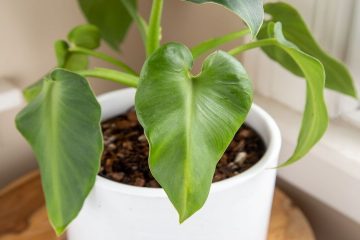 How To Grow Philodendron Rugosum & Tips To Care