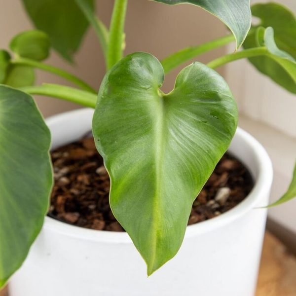 How To Grow Philodendron Rugosum & Tips To Care