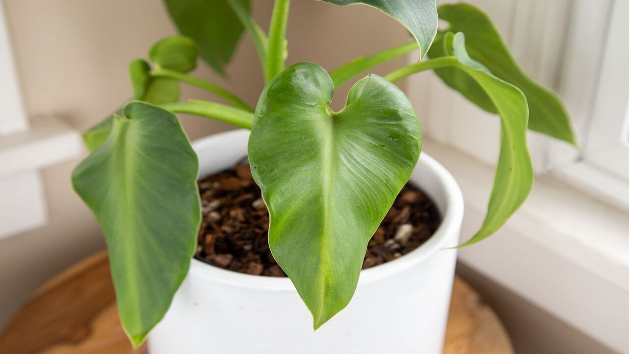 How To Grow Philodendron Rugosum & Tips To Care