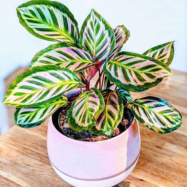 Calathea Roseopicta Cora