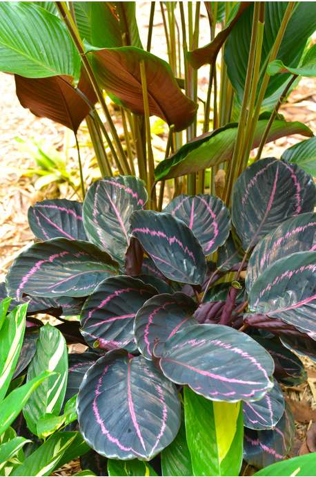 Calathea Roseopicta 'Dottie'
