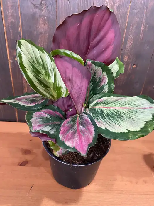 Calathea Eclipse
