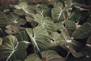 How To Grow Philodendron Melanochrysum & Tips To Care