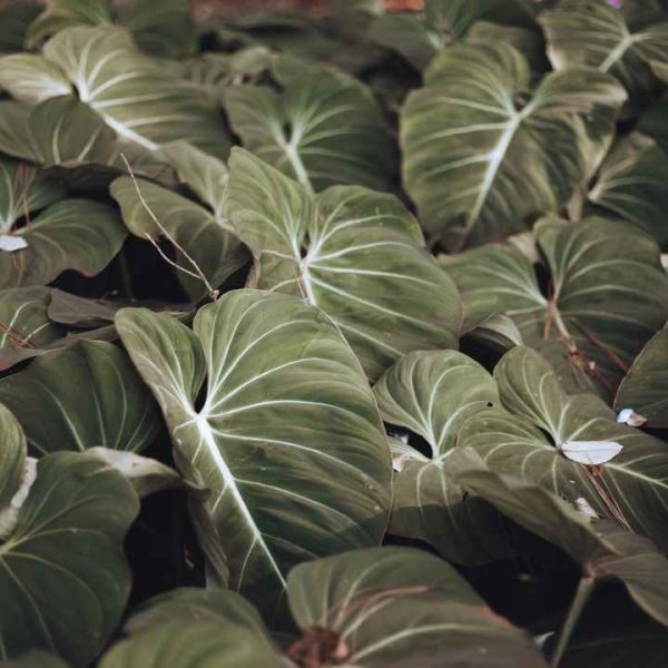 How To Grow Philodendron Melanochrysum & Tips To Care