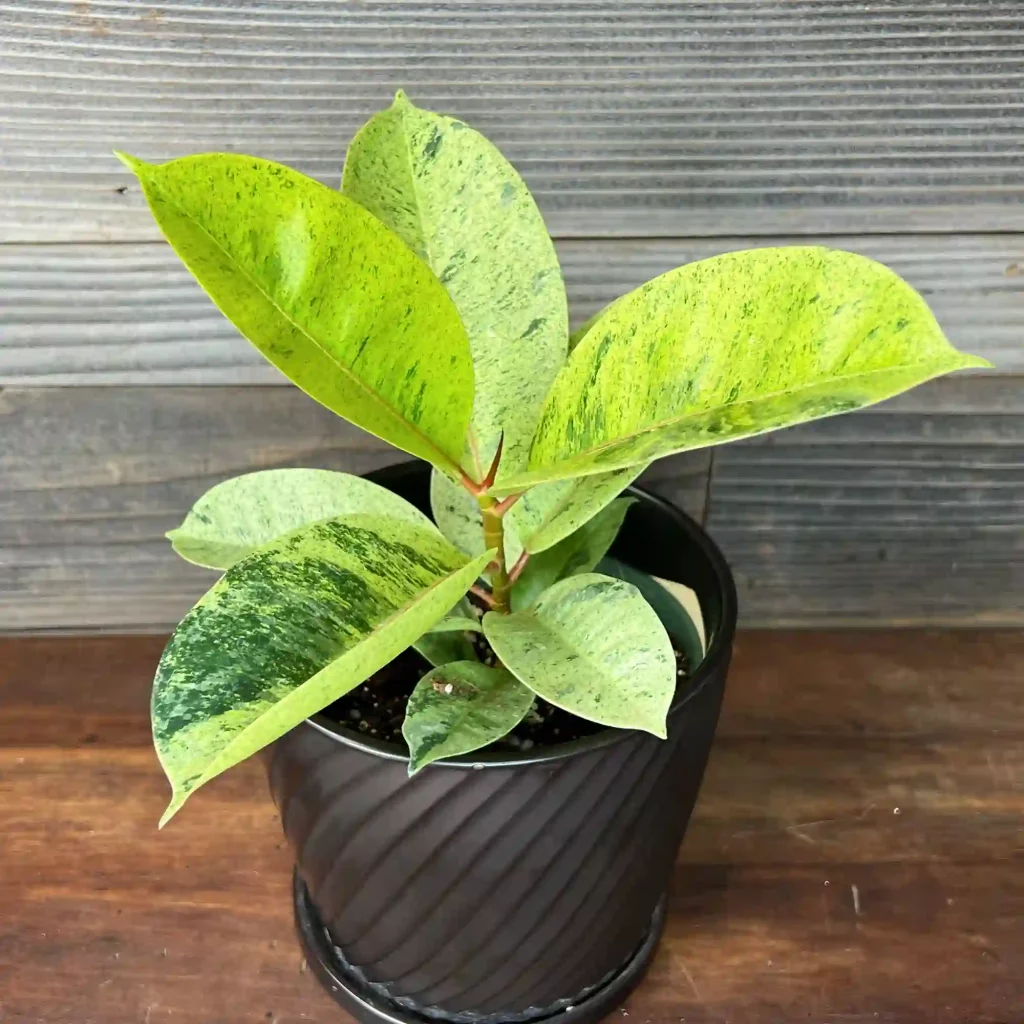 Ficus Shivereana Moonshine