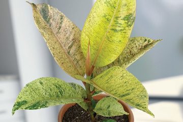 Ficus Shivereana cover photo