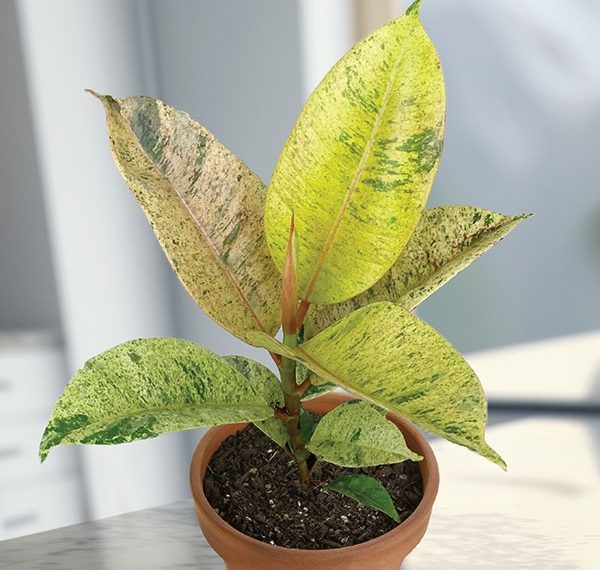 Ficus Shivereana cover photo