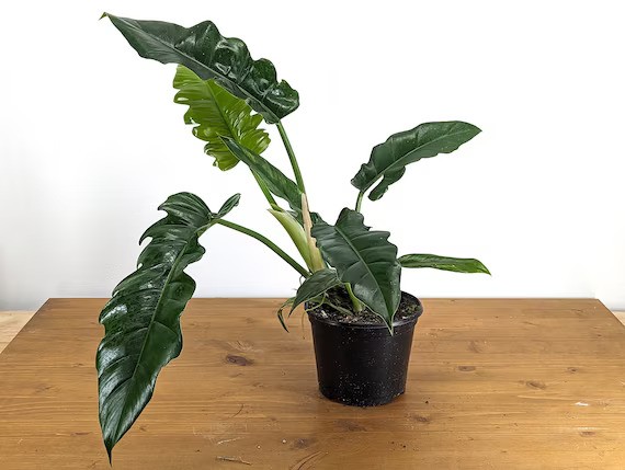 Philodendron 'Narrow Escape'