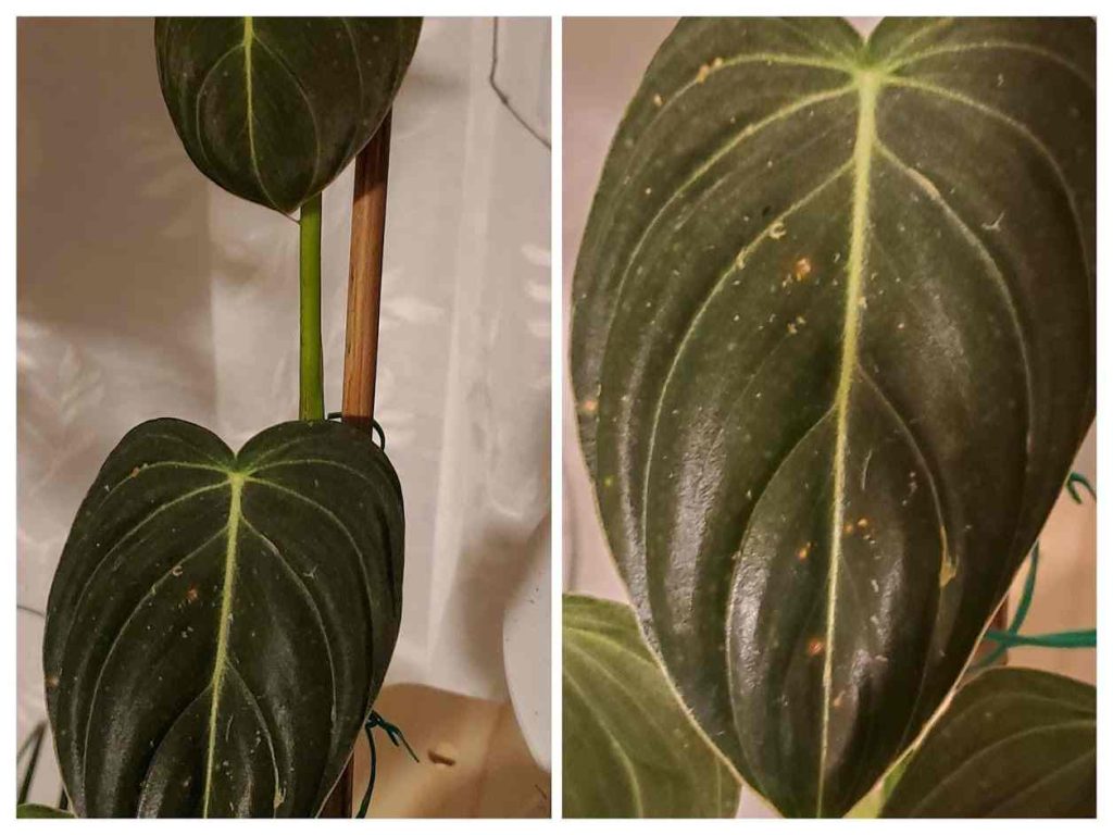 Philodendron melanochrysum problems