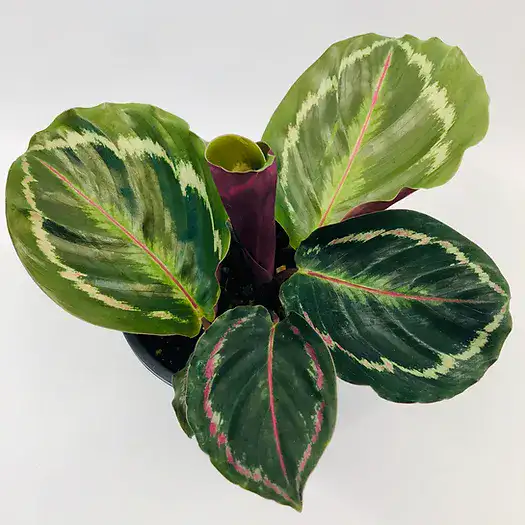 Calathea Roseopicta Medallion