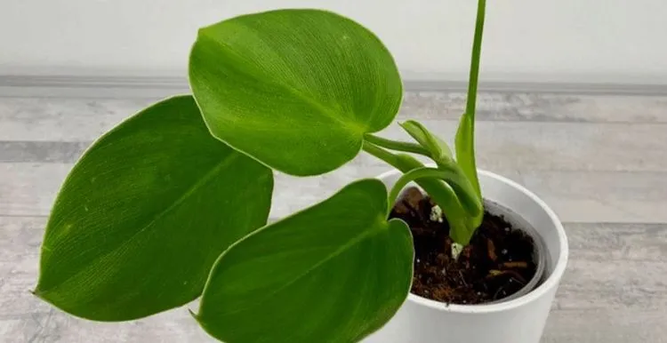 Philodendron Rugosum Propagation