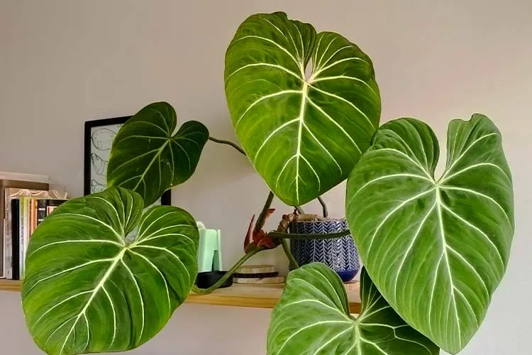 Philodendron 'Glorious'