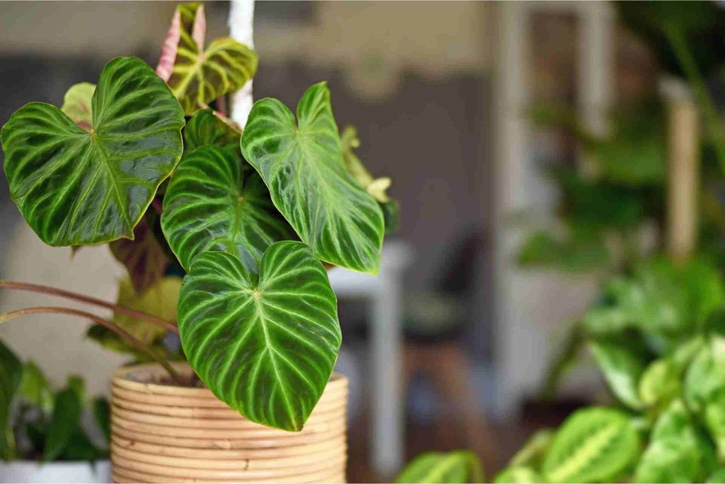 Philodendron 'Splendid'