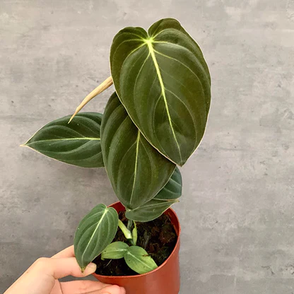 Philodendron 'Black Gold'