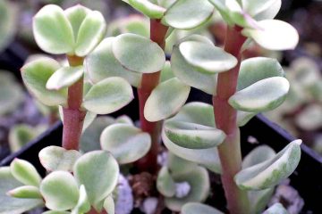 rainbow elephant bush