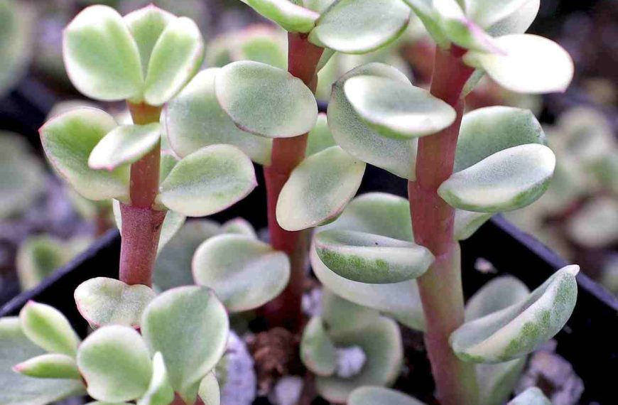 rainbow elephant bush