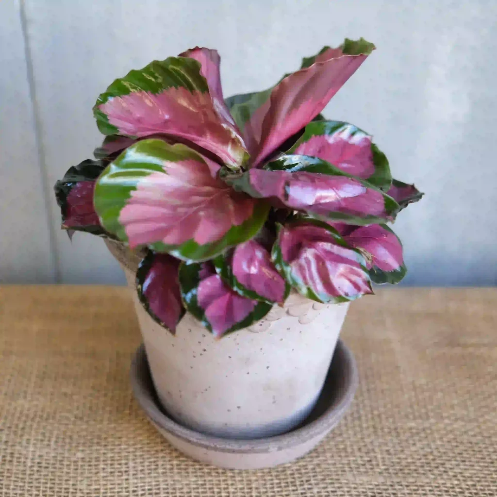 Calathea Roseopicta Rosy