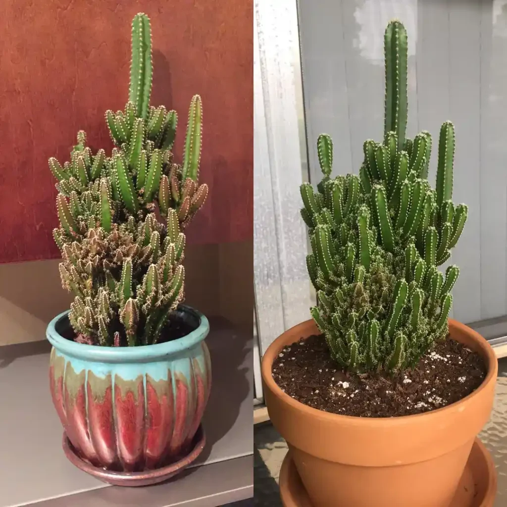 Fairy Castle Cactus Pruning and Maintenance