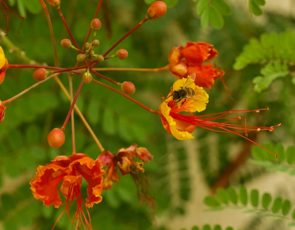 Mexican Bird of Paradise insect