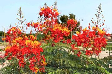 How Grow & Care Mexican Bird of Paradise?