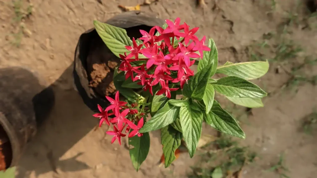 Pentas Plant Disease