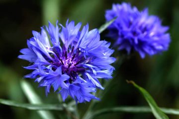 Bachelor Buttons (Cornflower)