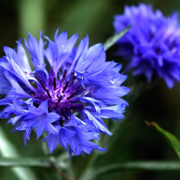 Bachelor Buttons (Cornflower)