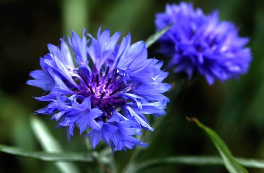 Bachelor Buttons (Cornflower)