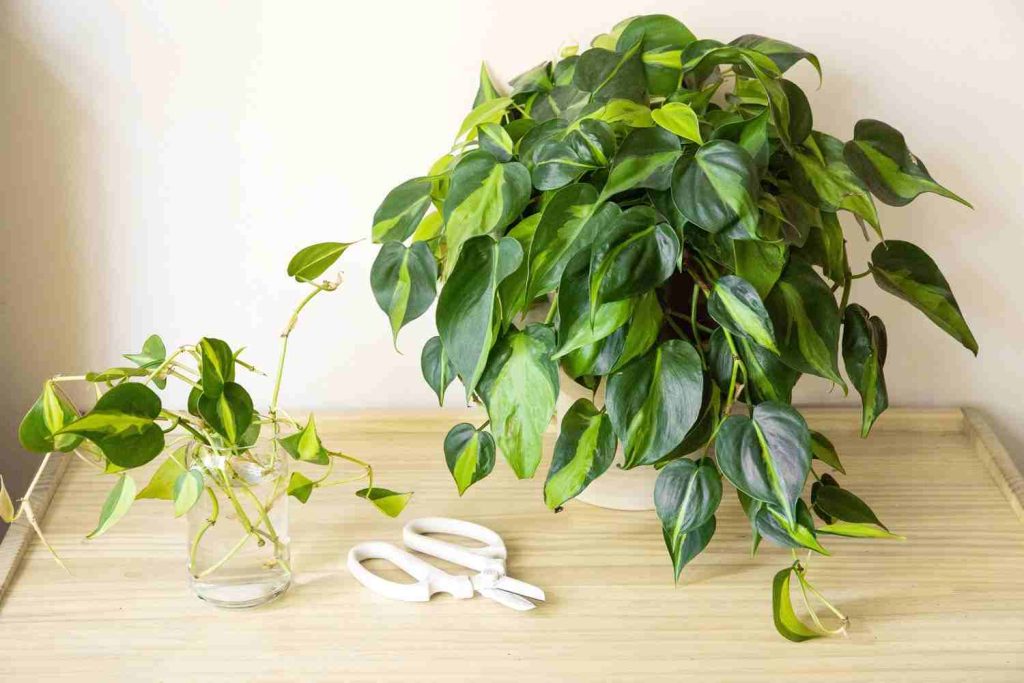 Philodendron Brasil indoor look