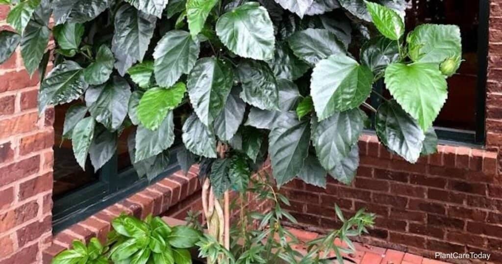 Hibiscus Braided Tree