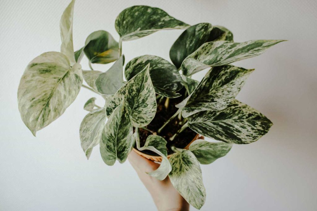 Manjula Pothos propagate