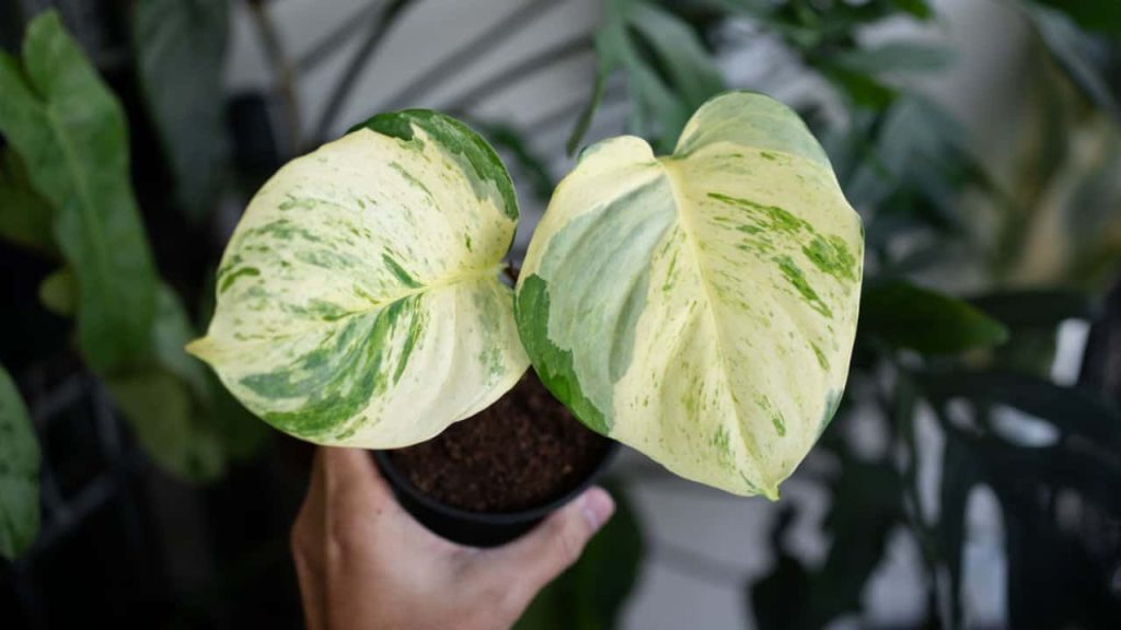 Manjula Pothos