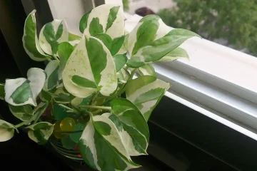 Manjula Pothos