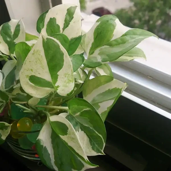 Manjula Pothos