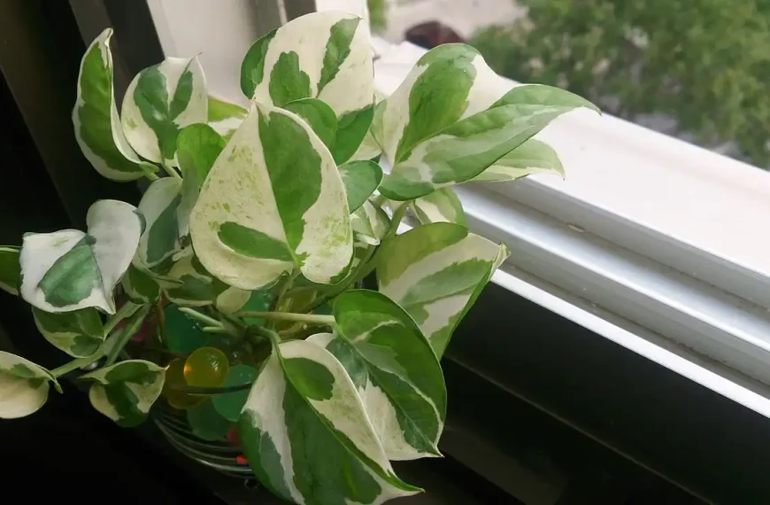 Manjula Pothos