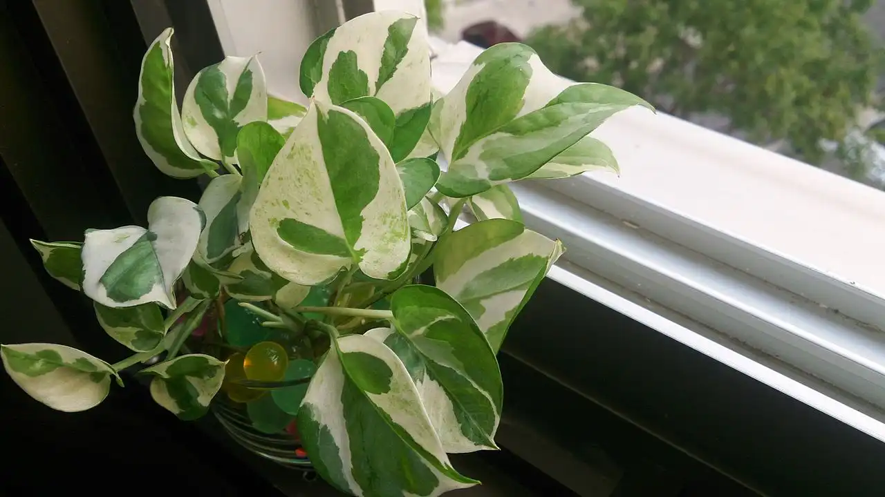 Manjula Pothos