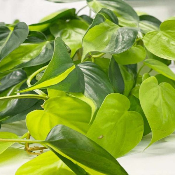 How to Care and Grow for Philodendron Brasil