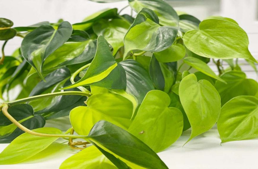 How to Care and Grow for Philodendron Brasil