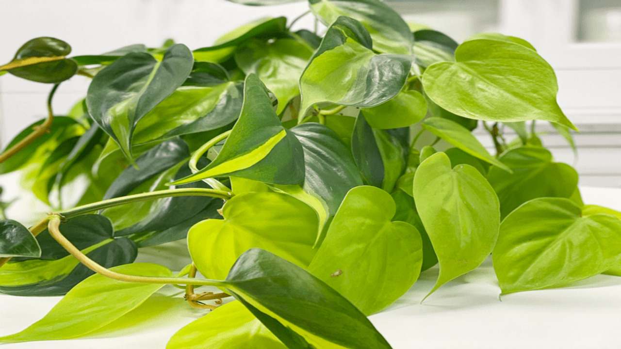 How to Care and Grow for Philodendron Brasil