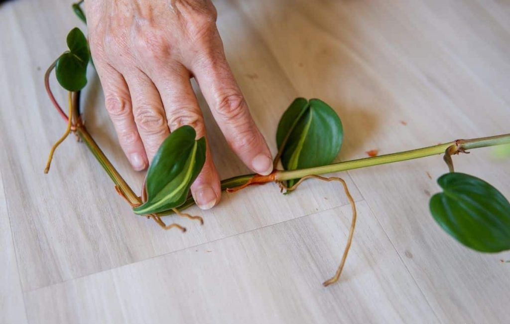 Philodendron Brasil Propagation