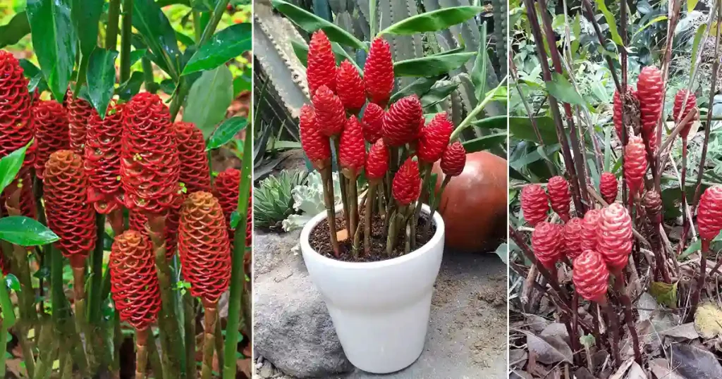 Shampoo Ginger Lily in different poses