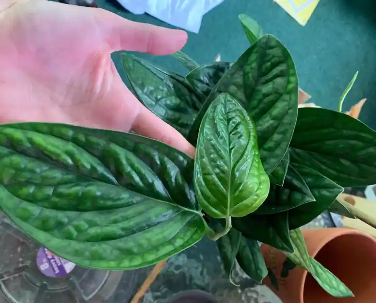 Propagate Monstera Peru