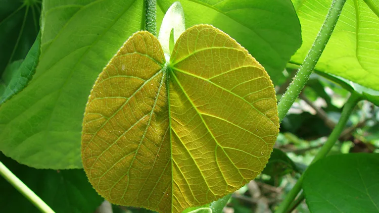 Hibiscus Braided Tree disease