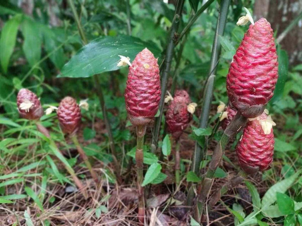 Shampoo Ginger Lily