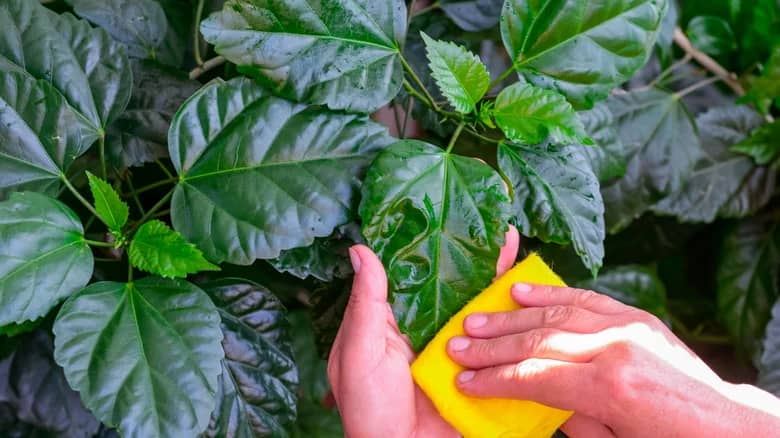 Hibiscus Braided Tree care