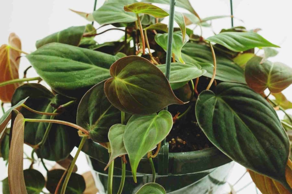 Philodendron Micans Care