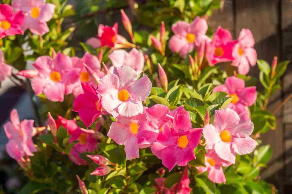 Dipladenia Mandevilla under sunlight